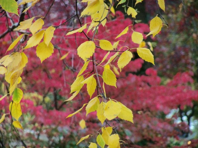 birch and burning bush