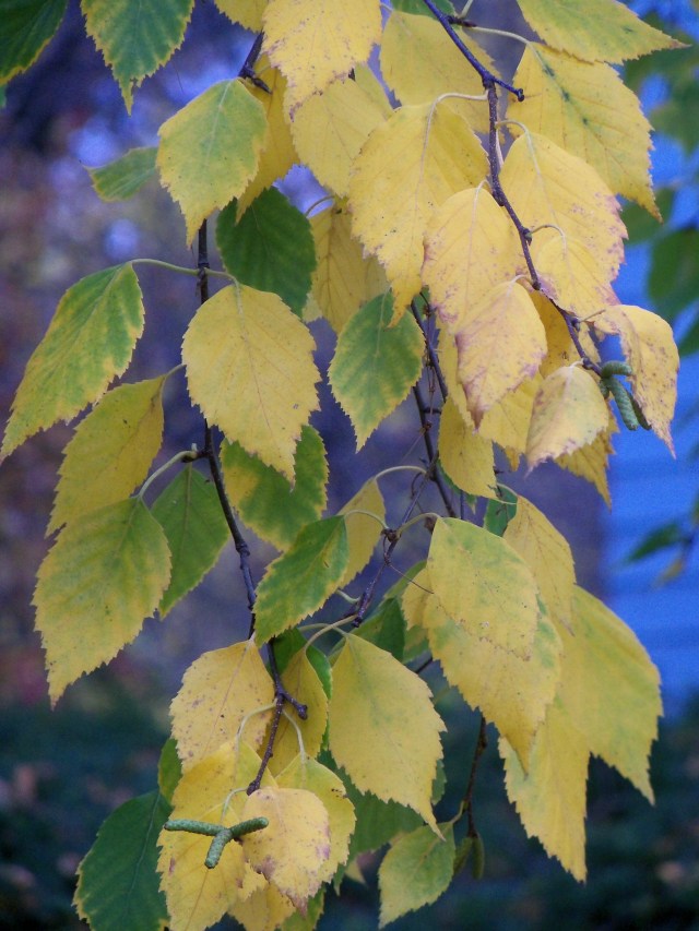 Birch turning colors