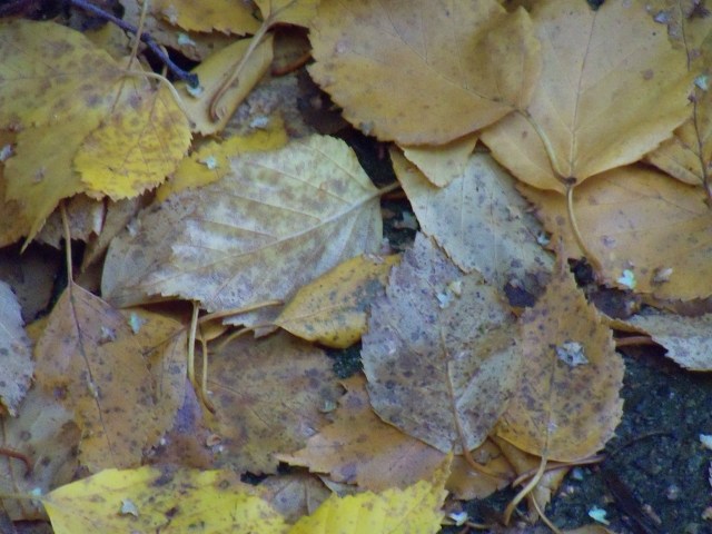 Fallen leaves