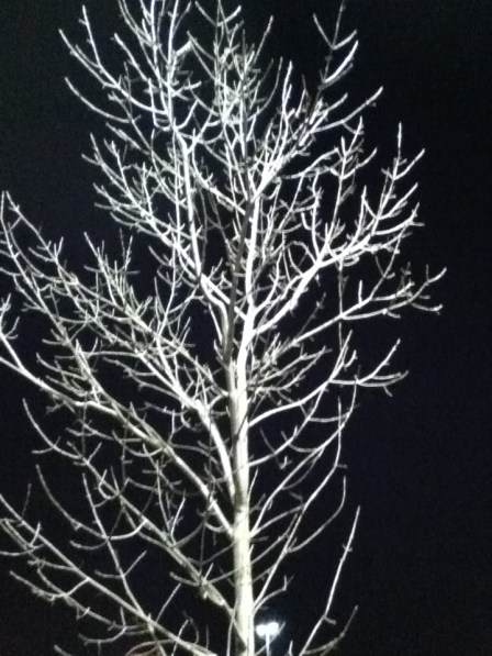 Tree in the night - lit by parking lot light