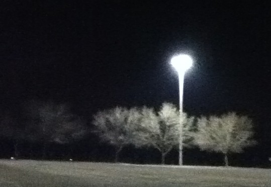 trees in mall parking log JPG