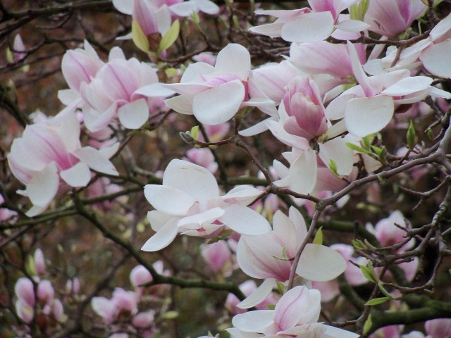 Magnolia May 11, 2013 katherinewikoff.com