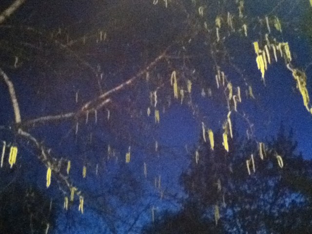 birch tree pollen/catkins