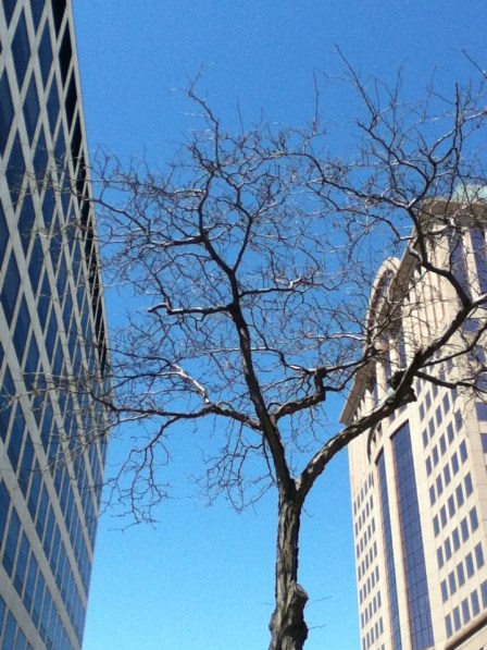 "Tight squeeze: a tree grows in Milwaukee" May 13, 2013