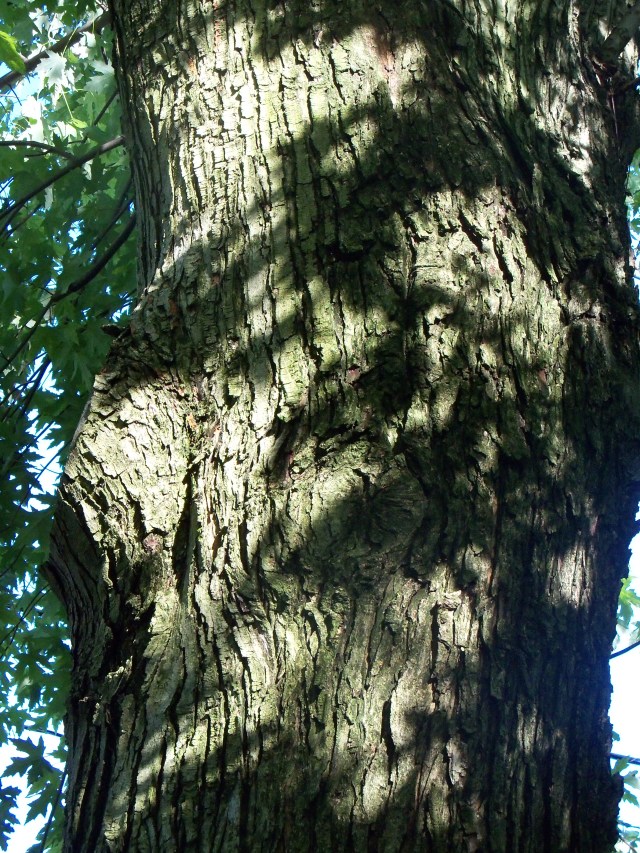 Silver Maple (1)