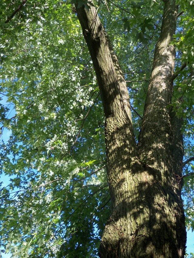 Silver Maple (2)