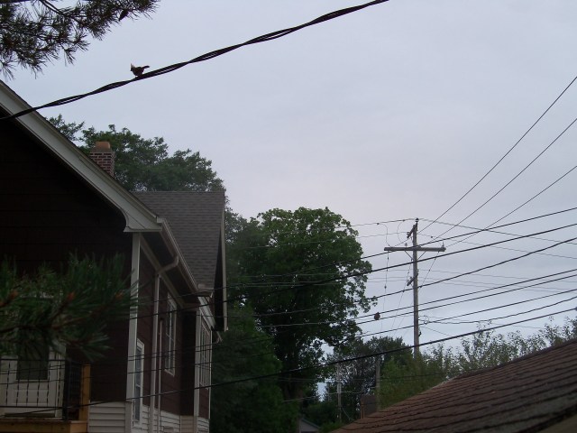 Baby cardinal  & watchful parent
