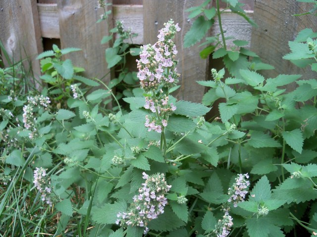 Mint in the September garden