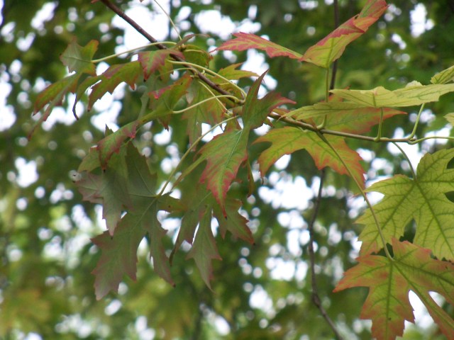 red-tinged silver maple leaves