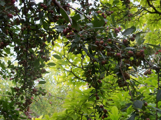 crab apple bounty
