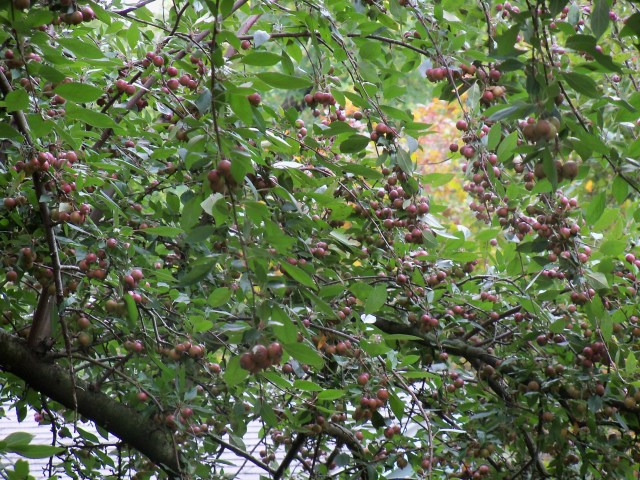 LOTS of crab apples!