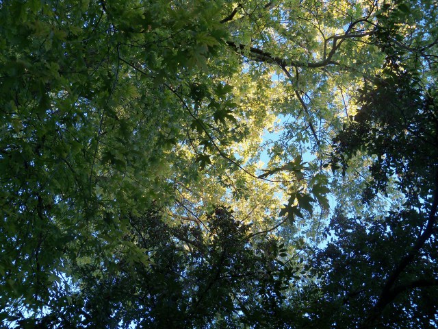 Sunshine in the upper branches