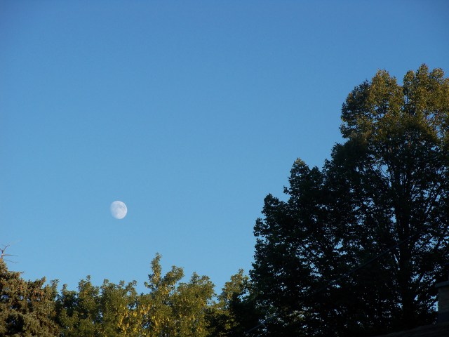 Sunshine on the treetops and a daytime moon
