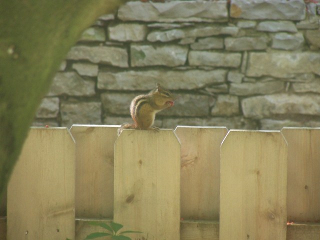 Chipmunk feasting on crab apple