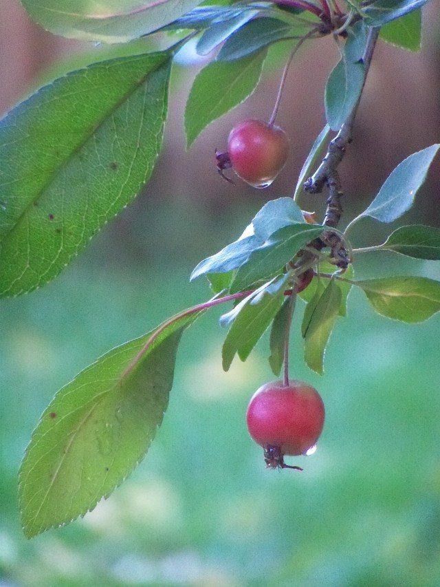 dripping crab apples
