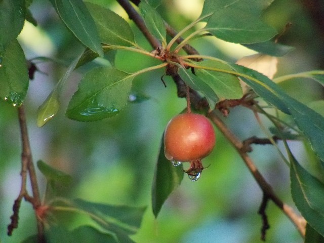 jewel-wet crab apple