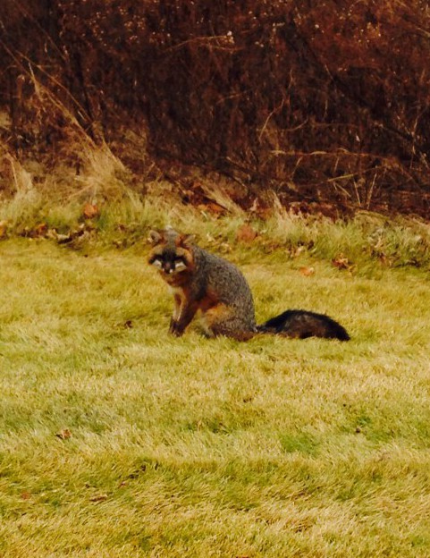 gray and red fox with face mask