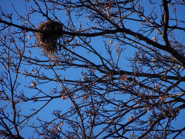 Empty bird's nest in winter