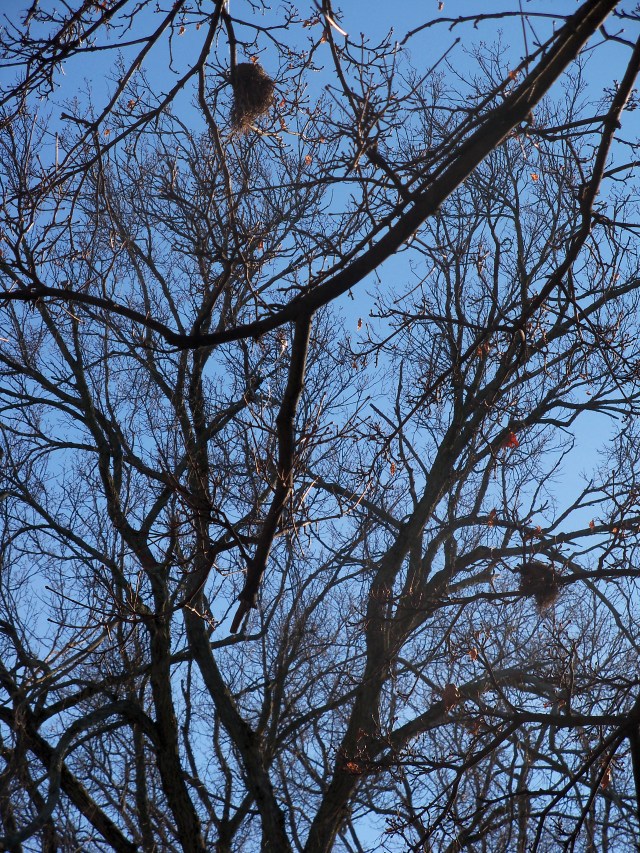 Two birds' nests in winter
