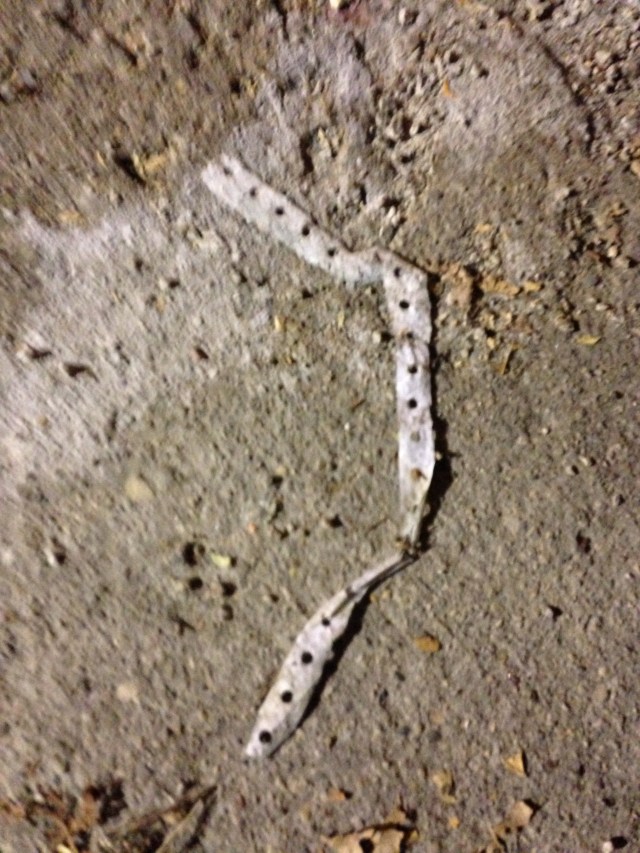 sprocket-hole strip from continuous-feed printer paper