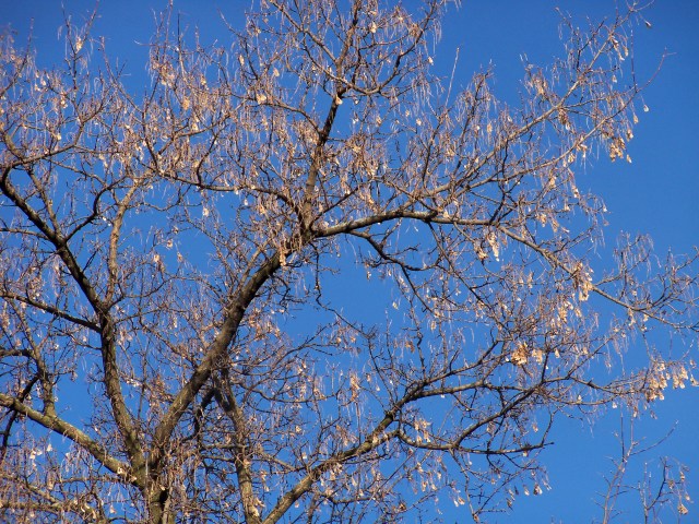 Female Box Elder in Winter