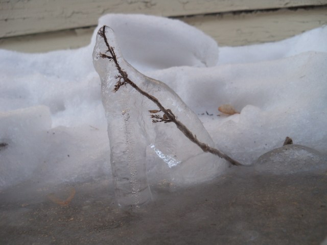 twig encased in ice