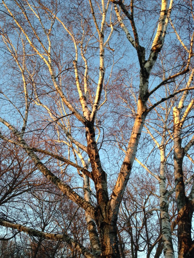 birch with morning sun