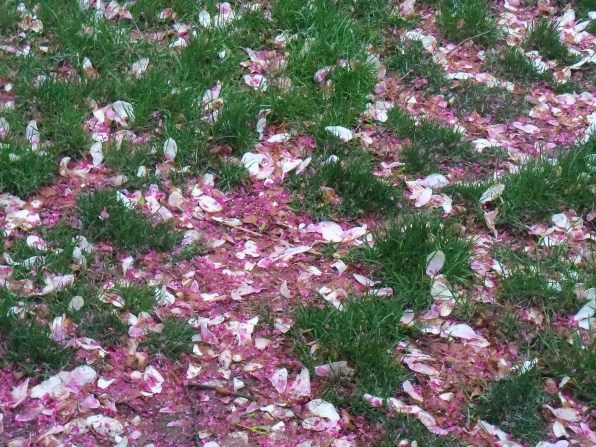 fallen magnolia petals and crab apple blossoms in wet grass