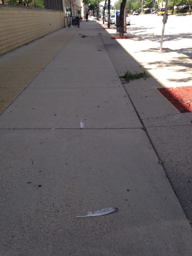 feathers on sidewalk