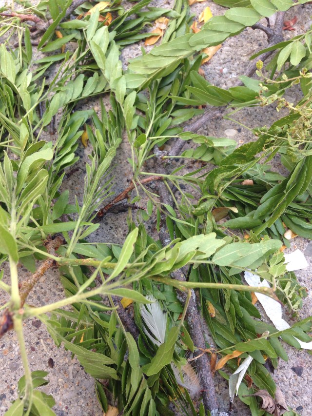 feather entangled in fallen branch
