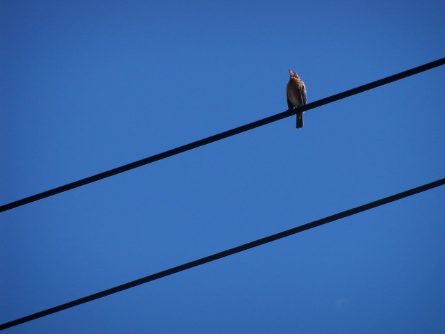 bird singing on power lines