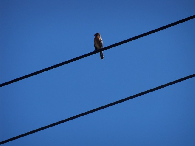 bird on power lines