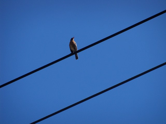 bird on power line