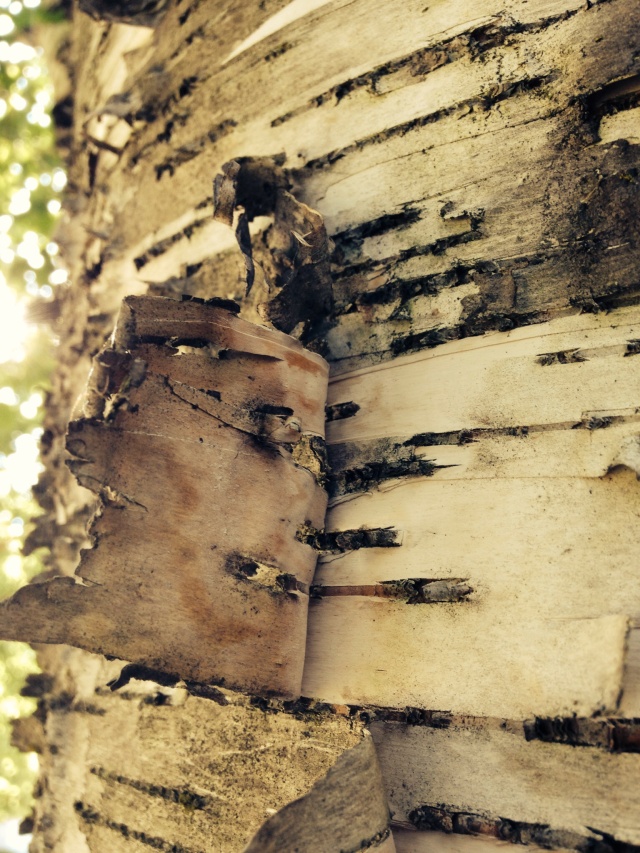 peeling birch bark