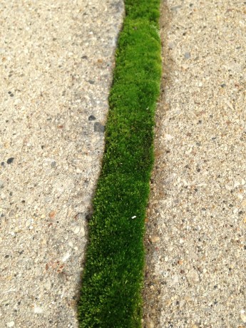 moss stripe in sidewalk crack
