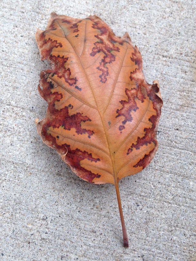 A Perfect Autumn Leaf