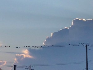 flock of birds strung along a power line against a large clouda large
