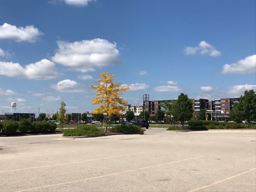 One tree with yellow leaves among many with green leaves