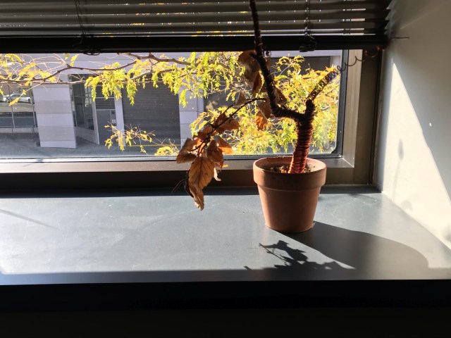 potted branch with dead autumn leaves on windowsill