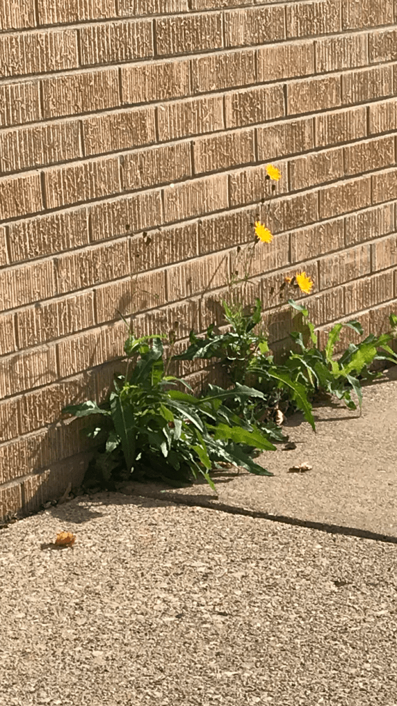 Yellow flowers on weeds growing out of a crack where a brick wall meets the sidewalk