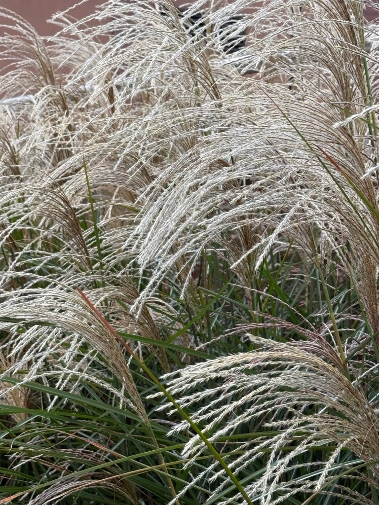 Gracefully flowing, feathered, decorative grasses