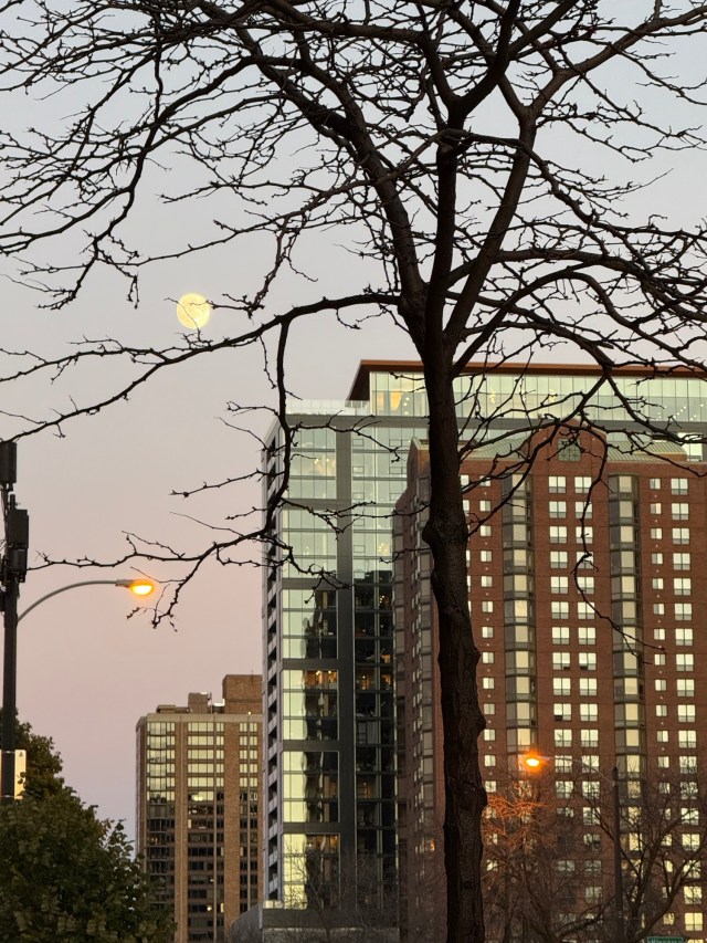 Moon rising over Yankee HIll apartment buildings, seen through bare tree branches, in Milwaukee, November 3, 2025