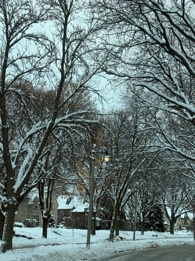 Narnia-style street lights amide snow-covered trees in a residential neighborhood on a gray, overcase morning