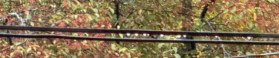 October Drizzle - rain droplets strung along the wires
